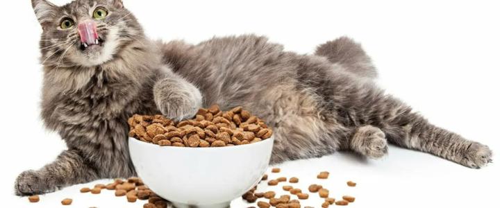 Правильное питание домашних кошек после стерилизации