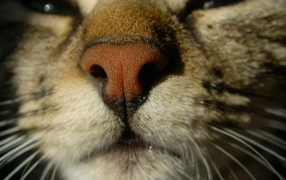 Загадки кошачьего носа: сухой и влажный